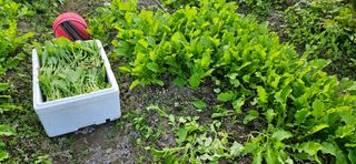 대봉농원 이경화님의 기타작물 · 영농일지 작성글 사진