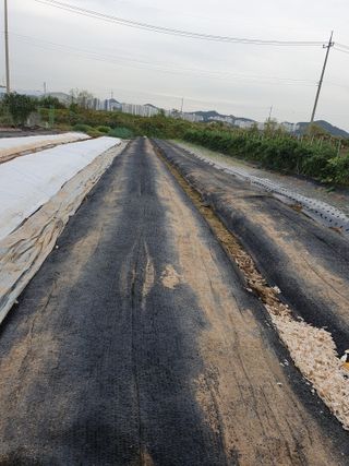 김익중님의 마늘 · 자연재해•동물피해 작성글 사진