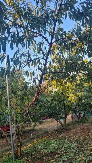 복숭아넘맛있어요님의 복숭아 · 병해충상담 작성글 사진