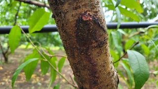 복숭아넘맛있어요님의 복숭아 · 병해충상담 작성글 사진