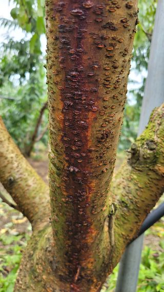 복숭아넘맛있어요님의 복숭아 · 병해충상담 작성글 사진