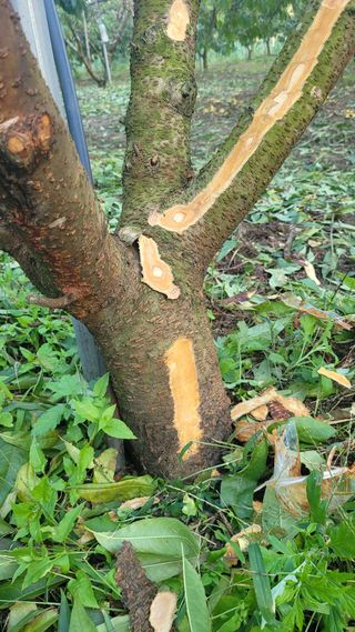 복숭아넘맛있어요님의 복숭아 · 병해충상담 작성글 사진