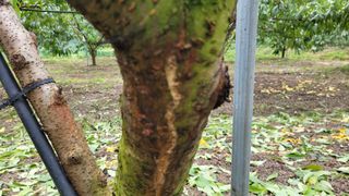 복숭아넘맛있어요님의 복숭아 · 병해충상담 작성글 사진