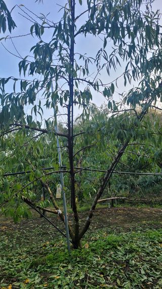 복숭아넘맛있어요님의 복숭아 · 병해충상담 작성글 사진