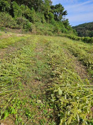 전성환님의 들깨 · 자유게시판 작성글 사진