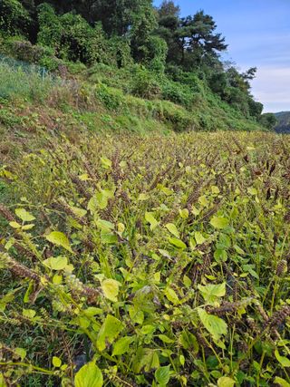 전성환님의 들깨 · 자유게시판 작성글 사진