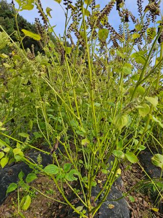 전성환님의 들깨 · 자유게시판 작성글 사진