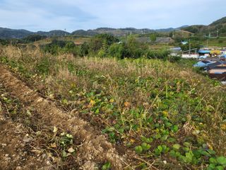 농막쥔님의 고구마 · 자유게시판 작성글 사진