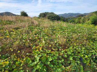 농막쥔님의 고구마 · 자유게시판 작성글 사진