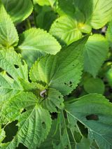 팜모닝 10월 농사 성적 자랑하기·참여글 게시글 이미지