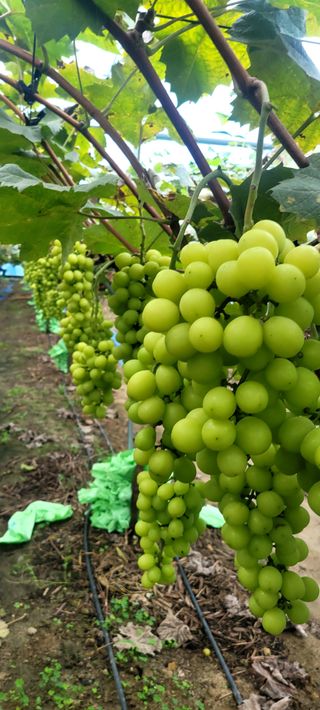 서대산향수님의 10월 농사 성적 자랑하기 · 참여글 작성글 사진