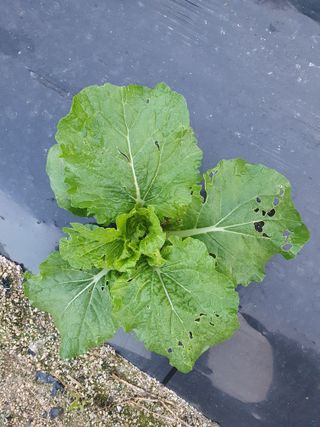 권병관님의 배추 · 병해충상담 작성글 사진