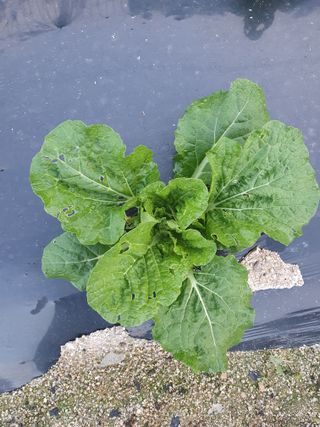 권병관님의 배추 · 병해충상담 작성글 사진