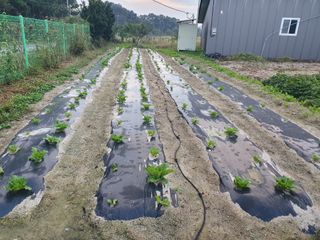 권병관님의 배추 · 병해충상담 작성글 사진