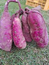 팜모닝 10월 농사 성적 자랑하기·참여글 게시글 이미지