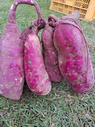 김금옥님의 10월 농사 성적 자랑하기 · 참여글 작성글 사진