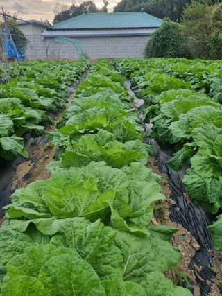 정의학님의 10월 농사 성적 자랑하기 · 참여글 작성글 사진