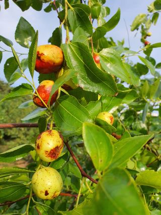 차상철님의 기타작물 · 병해충상담 작성글 사진