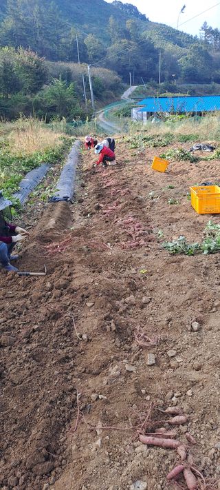 용호님의 고구마 · 영농일지 작성글 사진