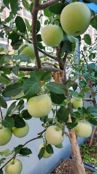 복주농장님의 사과 · 품종•종자 작성글 사진