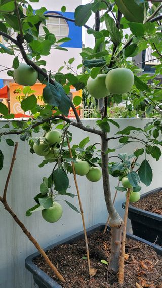 복주농장님의 사과 · 품종•종자 작성글 사진