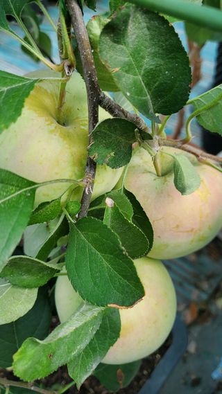 복주농장님의 사과 · 품종•종자 작성글 사진