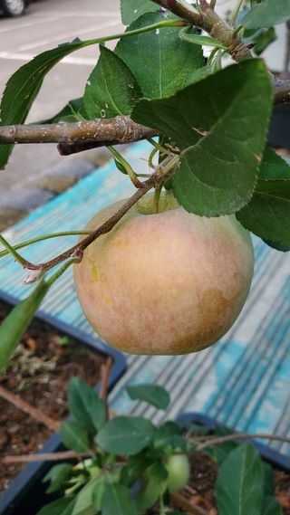 복주농장님의 사과 · 품종•종자 작성글 사진