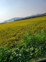 팜모닝 벼·영농일지 게시글 이미지