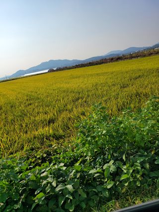 아리랑님의 벼 · 영농일지 작성글 사진