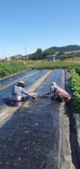 팜모닝 마늘·파종작업 게시글 이미지