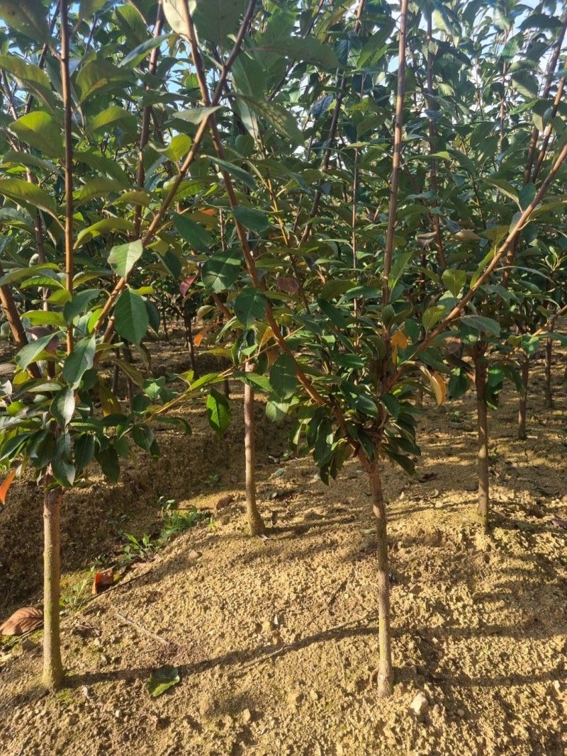 일심묘목농원님의 장터 판매 상품 [왕자두 3년생 결실주 분묘] 첨부 사진