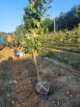 일심묘목농원님의 작성글 사진