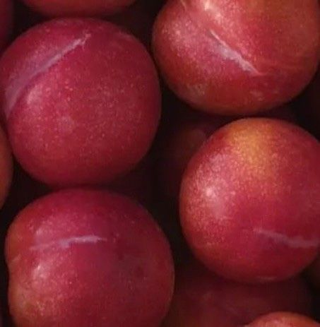 일심묘목농원님의 장터 판매 상품 [자두나무 추희 3년생 결실주 분묘] 첨부 사진