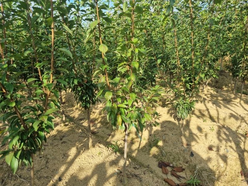 일심묘목농원님의 장터 판매 상품 [자두나무 추희 3년생 결실주 분묘] 첨부 사진