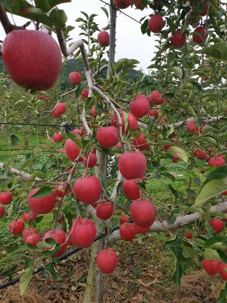 선비화님의 10월 농사 성적 자랑하기 · 참여글 작성글 사진