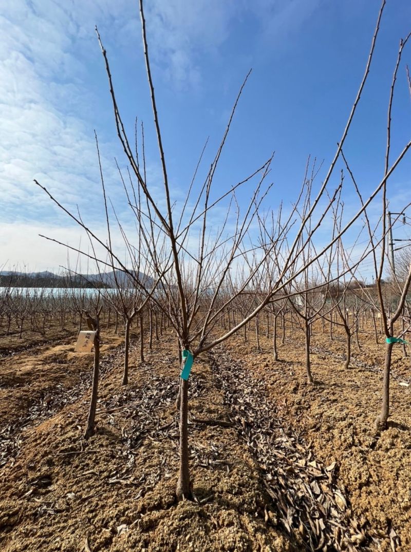 일심묘목농원님의 장터 판매 상품 [자두나무 로얄대석 3년생 결실주 분묘] 첨부 사진
