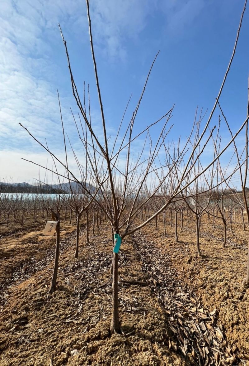 일심묘목농원님의 장터 판매 상품 [자두나무 로얄대석 3년생 결실주 분묘] 첨부 사진