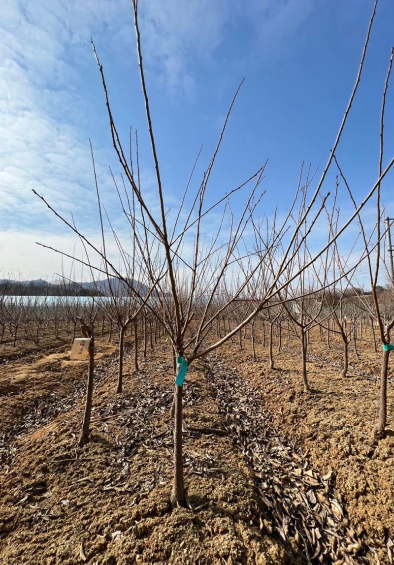 일심묘목농원님의 장터 판매 상품 [자두나무 로얄대석 3년생 결실주 분묘] 첨부 사진