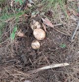 팜모닝 버섯·일상 게시글 이미지