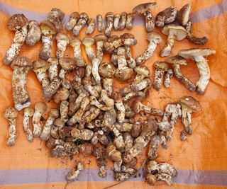 전재문님의 버섯 · 일상 작성글 사진