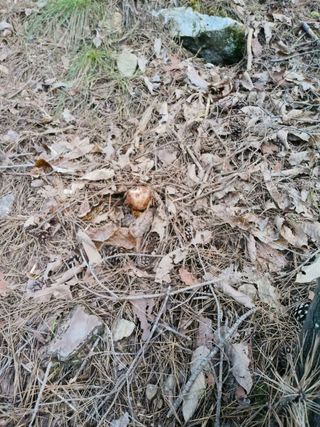 전재문님의 버섯 · 일상 작성글 사진