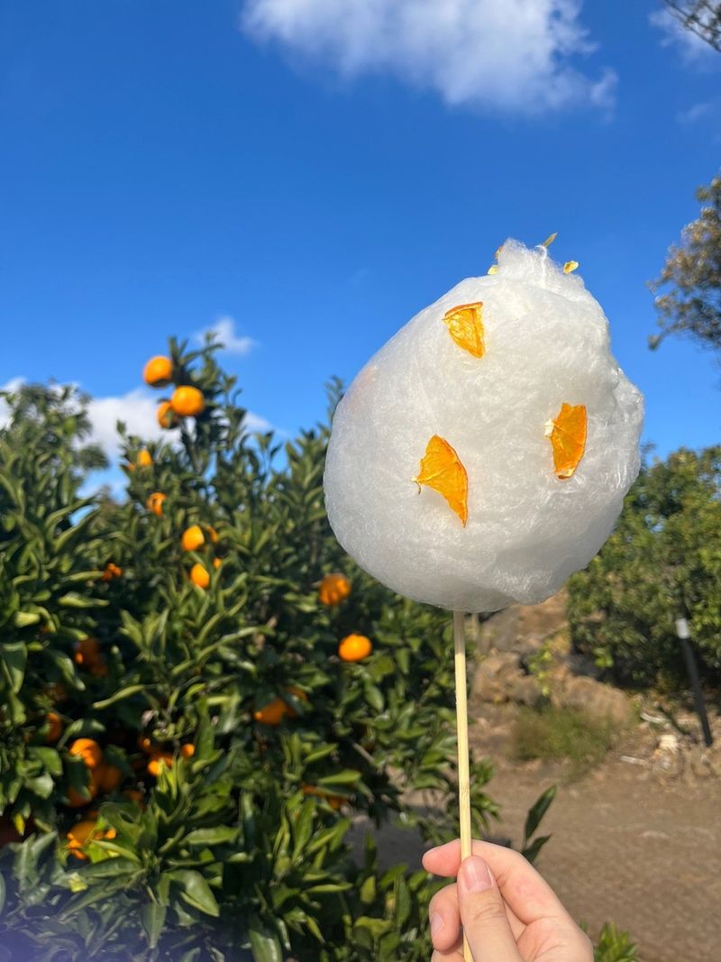 제주감귤소녀님의 장터 판매 상품 [🍊새콤달콤 맛있는 제주감귤 5kg, 10kg 판매합니다.] 첨부 사진