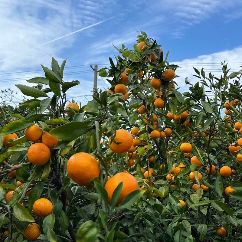 제주감귤소녀님의 장터 판매 상품 [🍊새콤달콤 맛있는 제주감귤 5kg, 10kg 판매합니다.] 첨부 사진