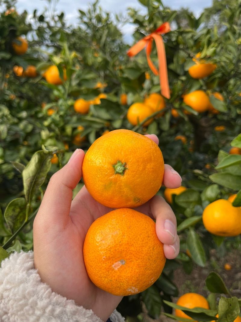 제주감귤소녀님의 장터 판매 상품 [🍊새콤달콤 맛있는 제주감귤 5kg, 10kg 판매합니다.] 첨부 사진