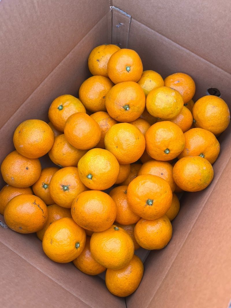 제주감귤소녀님의 장터 판매 상품 [🍊새콤달콤 맛있는 제주감귤 5kg, 10kg 판매합니다.] 첨부 사진