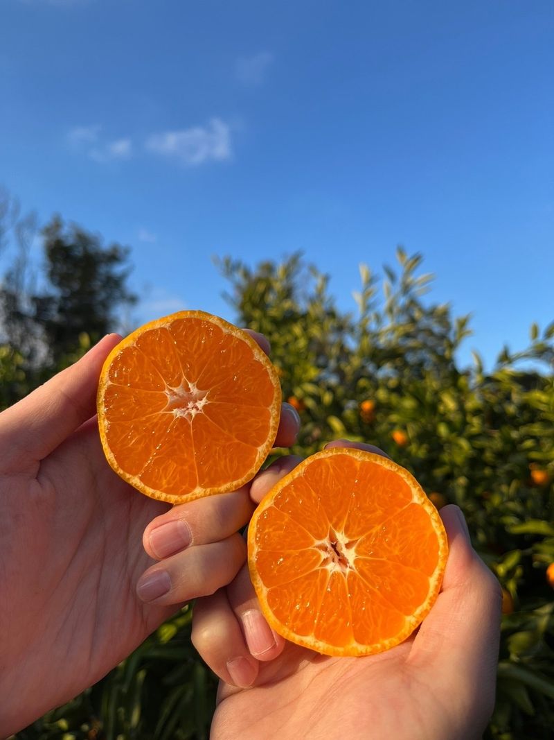 제주감귤소녀님의 장터 판매 상품 [🍊새콤달콤 맛있는 제주감귤 5kg, 10kg 판매합니다.] 첨부 사진