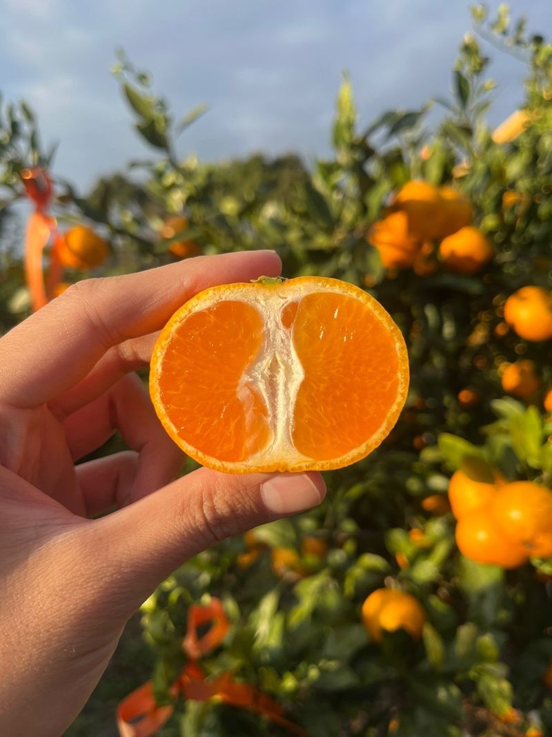 제주감귤소녀님의 장터 판매 상품 [🍊새콤달콤 맛있는 제주감귤 5kg, 10kg 판매합니다.] 첨부 사진