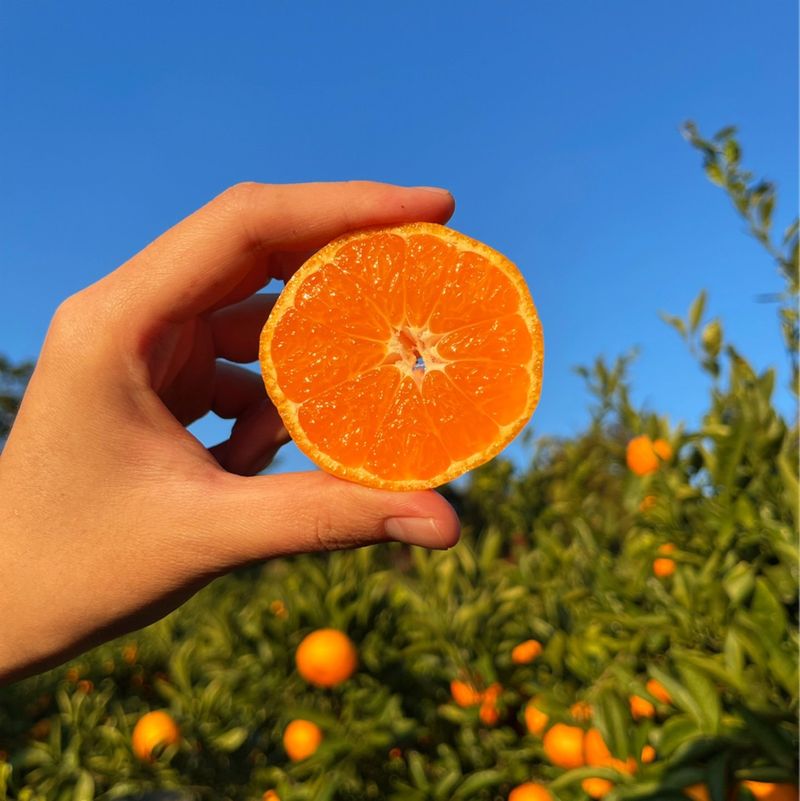 장터 상품 [🍊새콤달콤 맛있는 제주감귤 5kg, 10kg 판매합니다.] 썸네일