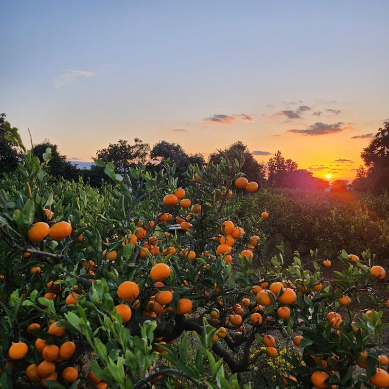 제주감귤소녀님의 장터 판매 상품 [🍊새콤달콤 맛있는 제주감귤 5kg, 10kg 판매합니다.] 첨부 사진