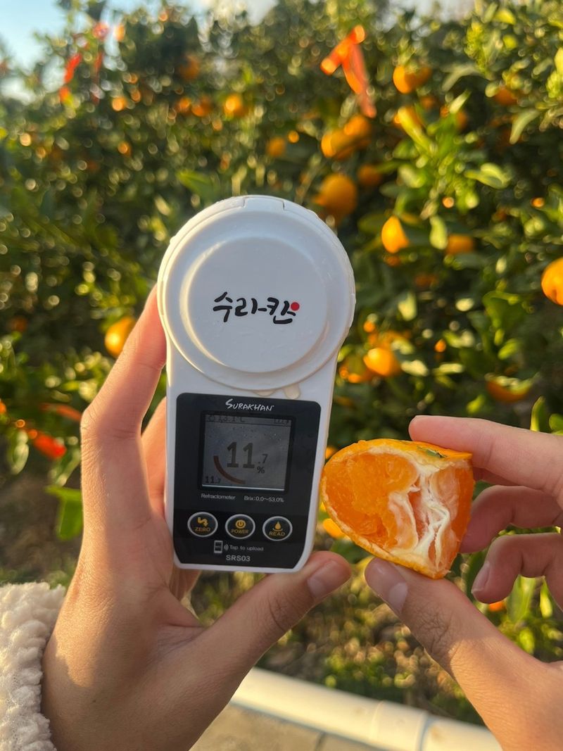 제주감귤소녀님의 장터 판매 상품 [🍊새콤달콤 맛있는 제주감귤 5kg, 10kg 판매합니다.] 첨부 사진